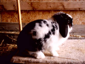 tootsie.jpg